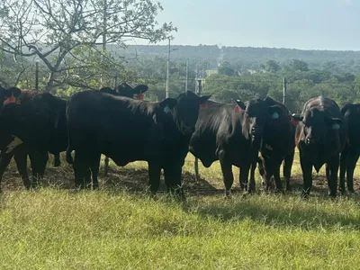 cattle listing photo