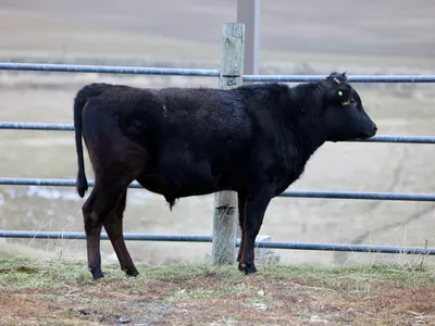 cattle listing photo