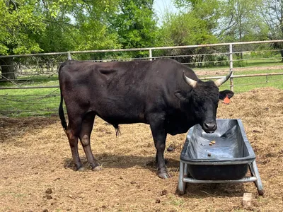 cattle listing photo