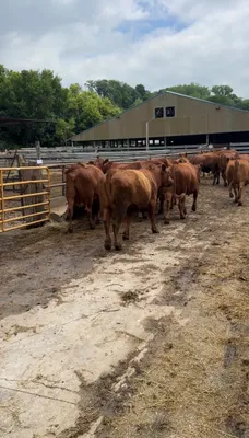 cattle listing photo