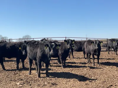 cattle listing photo