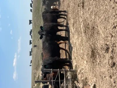 cattle listing photo