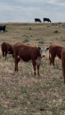 cattle listing photo