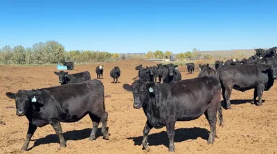 cattle listing photo