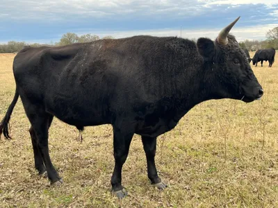 cattle listing photo