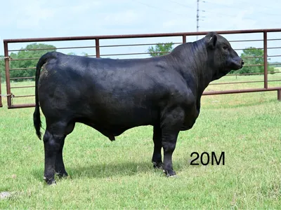 cattle listing photo