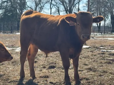 cattle listing photo