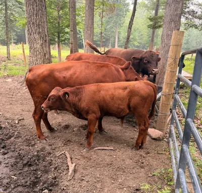 cattle listing photo