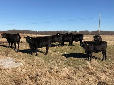 cattle listing photo