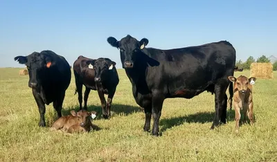 cattle listing photo