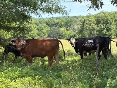 cattle listing photo