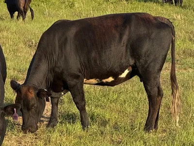 cattle listing photo