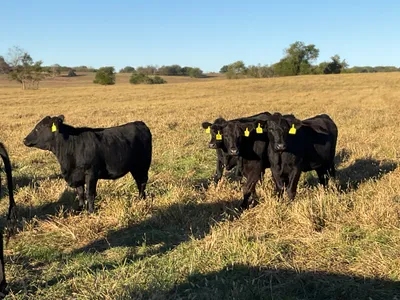 cattle listing photo