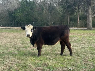 cattle listing photo