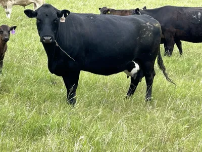 cattle listing photo