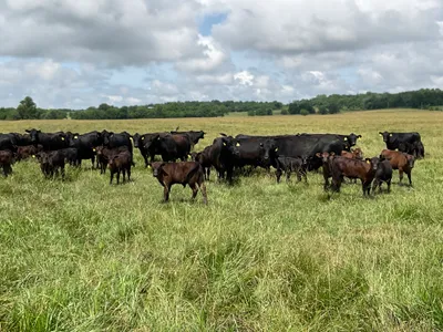 cattle listing photo