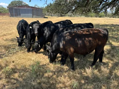 cattle listing photo