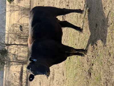 cattle listing photo
