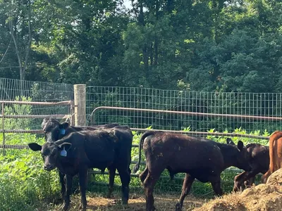 cattle listing photo