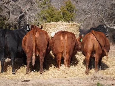 cattle listing photo