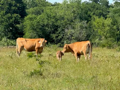 cattle listing photo