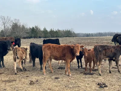 cattle listing photo