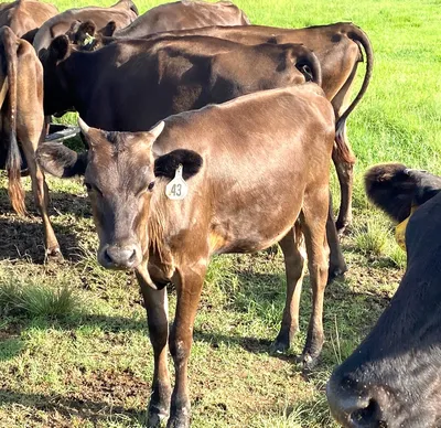 cattle listing photo