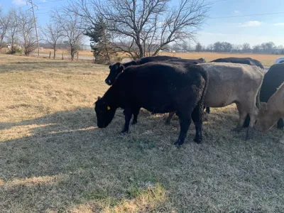 cattle listing photo