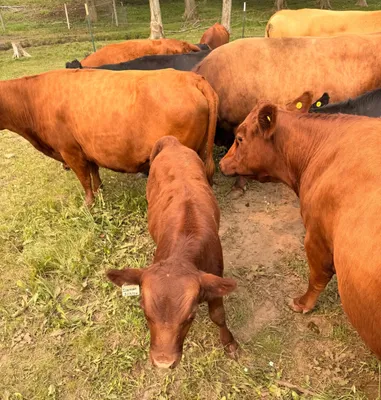 cattle listing photo