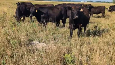 cattle listing photo