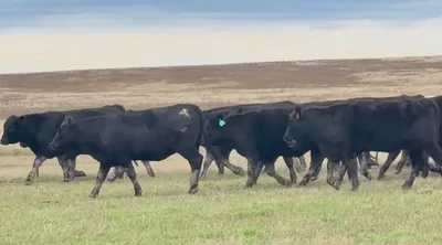 cattle listing photo