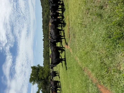 cattle listing photo