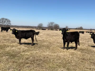 cattle listing photo