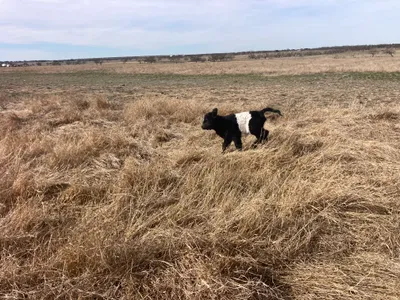 cattle listing photo