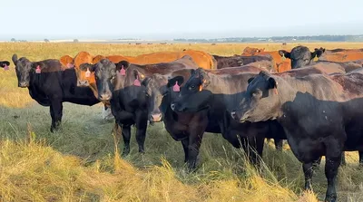cattle listing photo