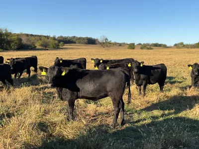 cattle listing photo