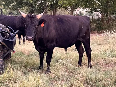 cattle listing photo