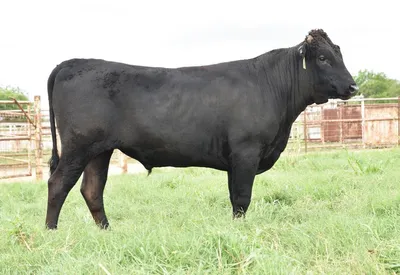 cattle listing photo