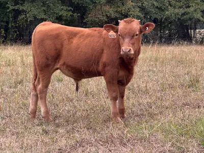 cattle listing photo