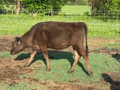 cattle listing photo