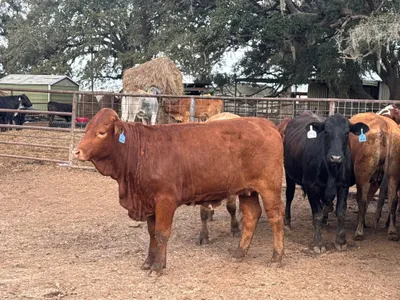 cattle listing photo