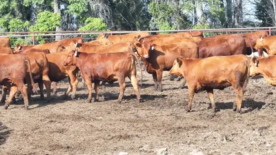 cattle listing photo