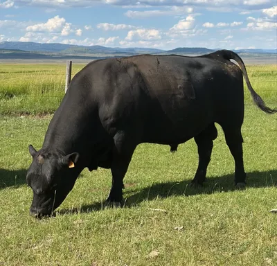 cattle listing photo