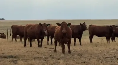 cattle listing photo