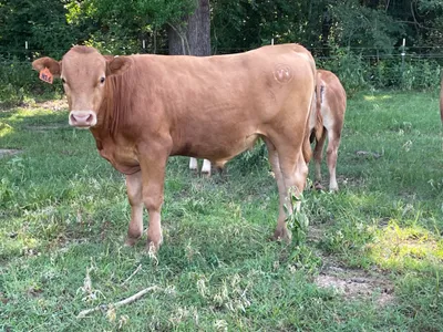 cattle listing photo