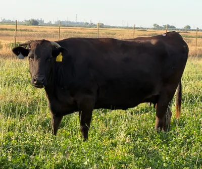 cattle listing photo