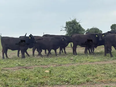 cattle listing photo