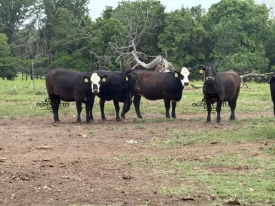 cattle listing photo