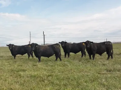 cattle listing photo