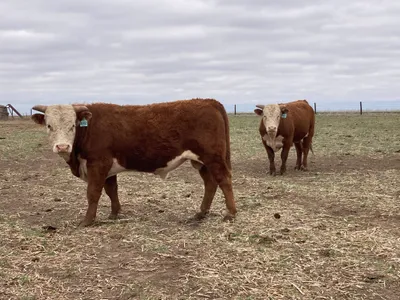 cattle listing photo